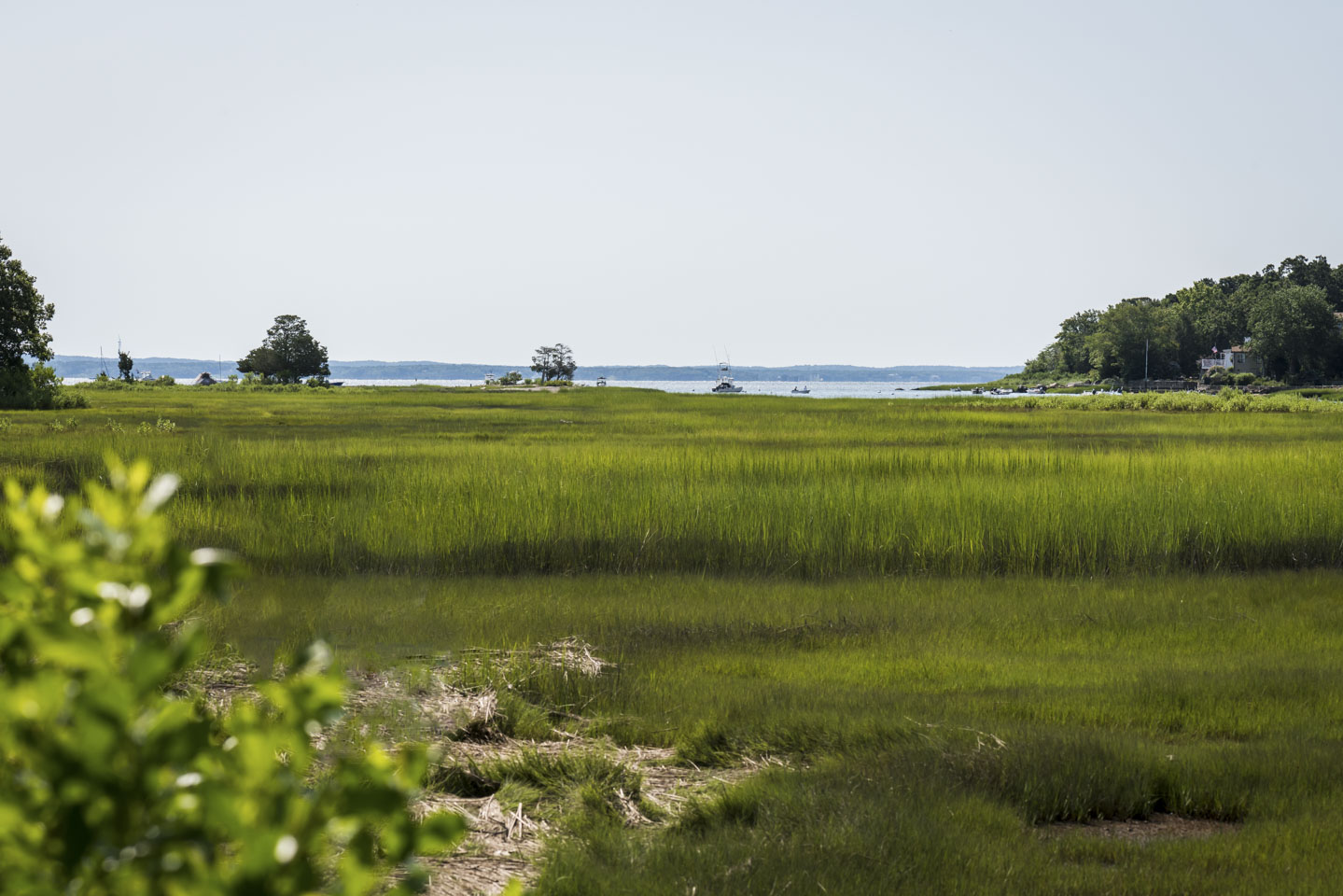 view in Marks Cove Preserve, over marsh to the water