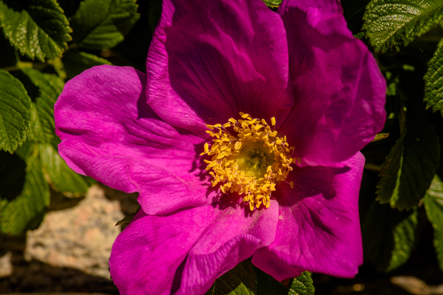 close-up image of a rugosa rose flower