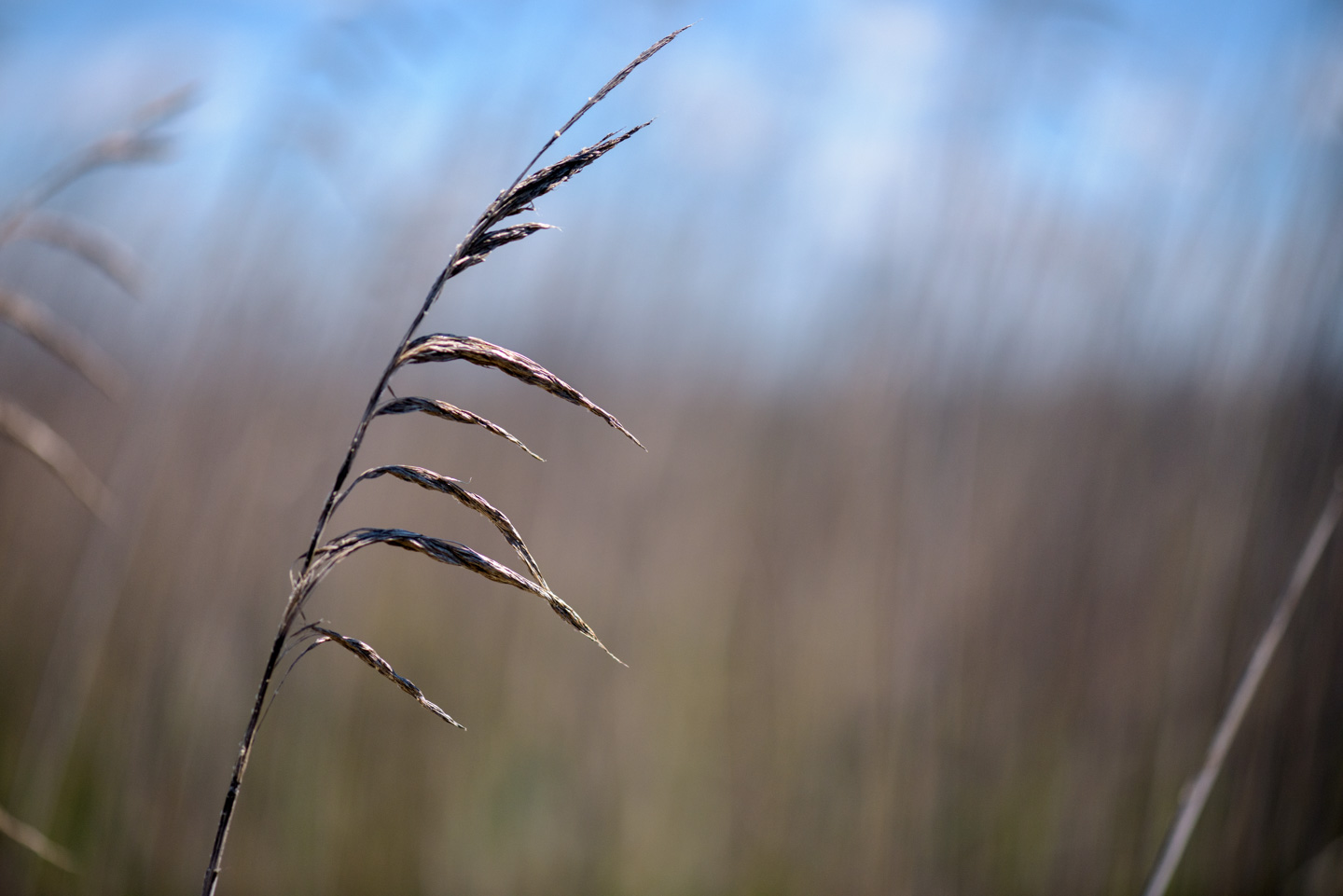 close-up of the marsh grass