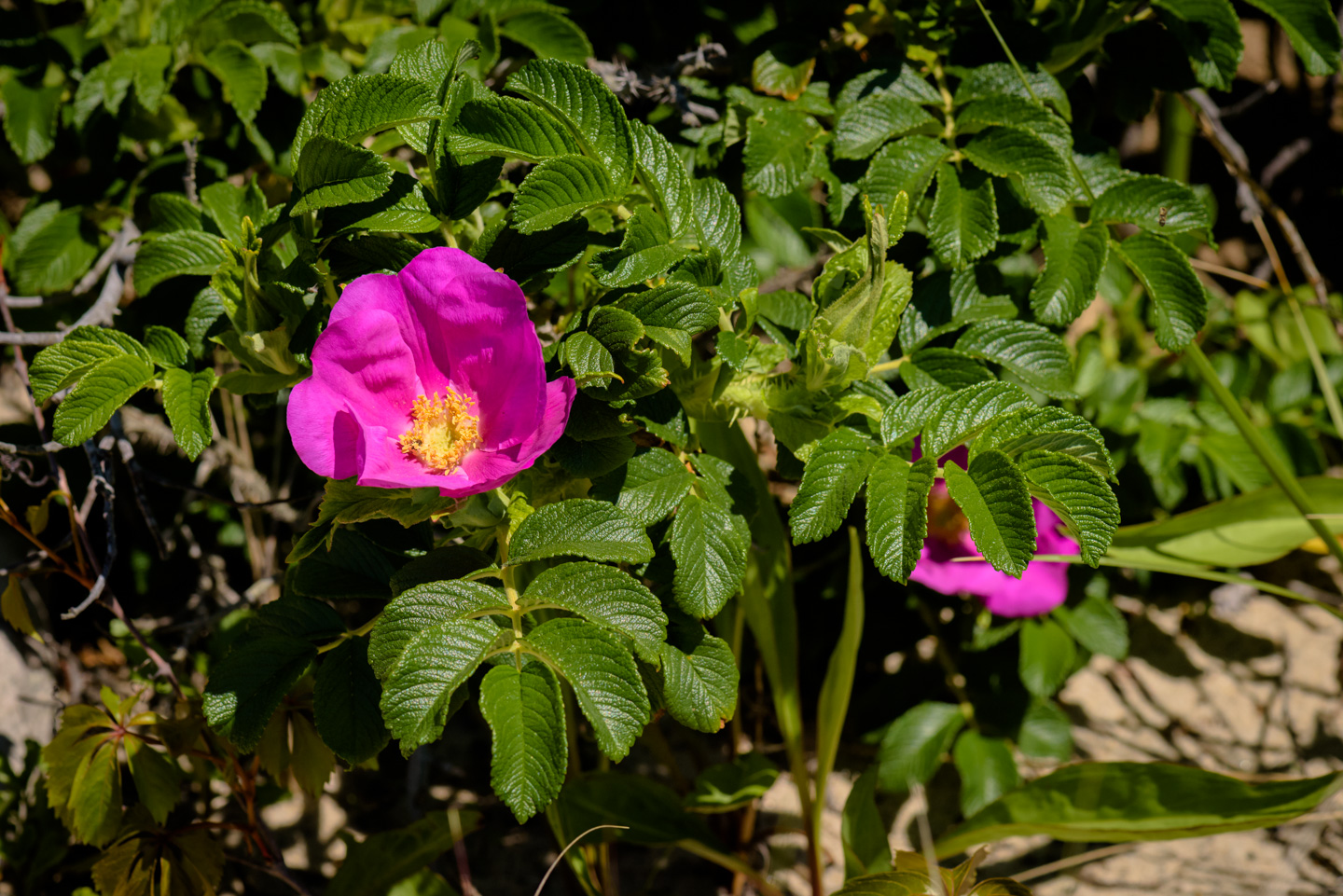Rugosa Rose plant