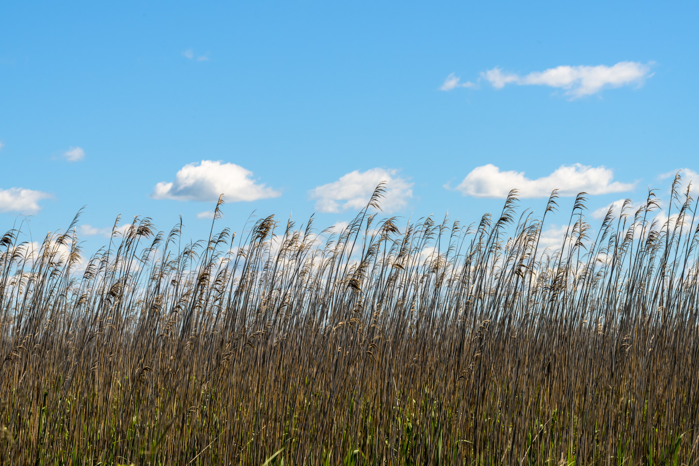 Tall marsh grass with sky behind them