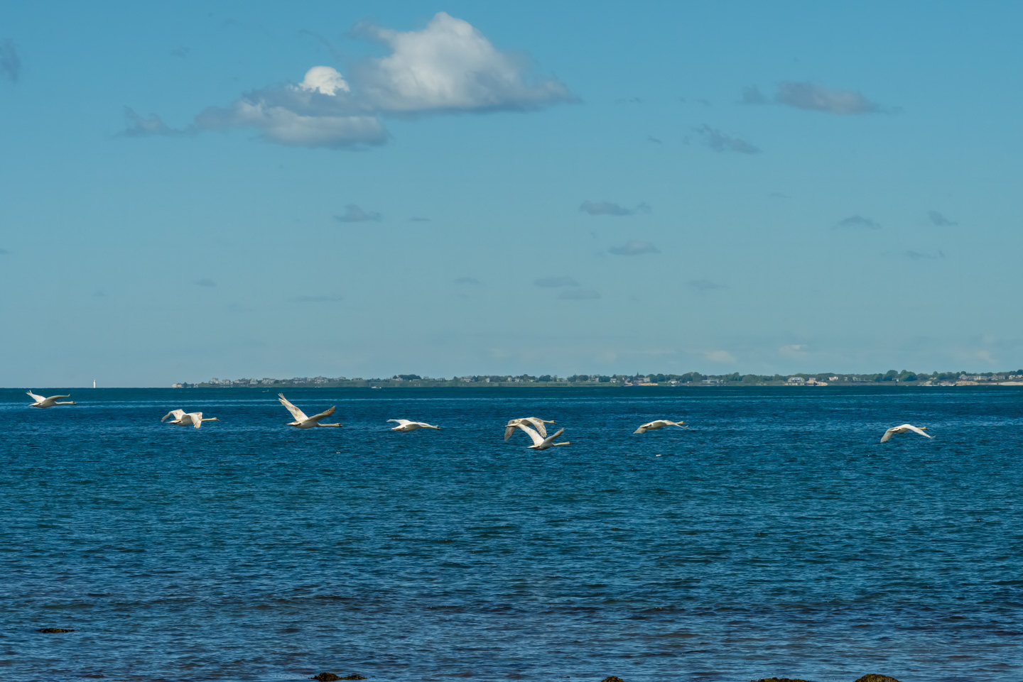 mute swans in flight