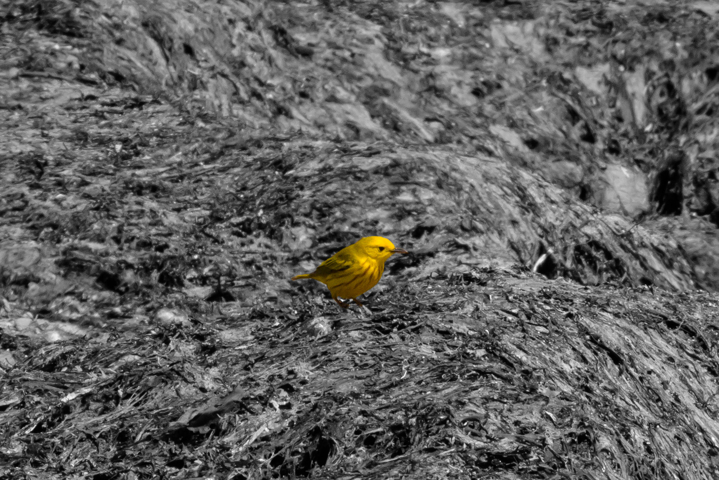 Closer picture of Yellow Striped Warbler